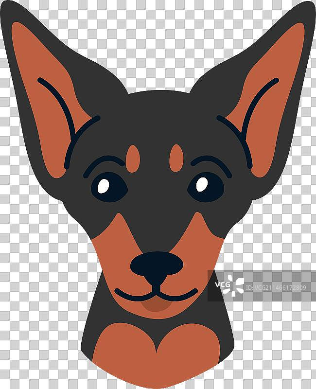 迷你杜宾犬图片素材