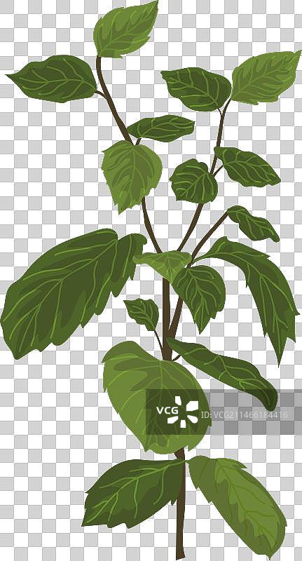 薄荷草本植物图片素材