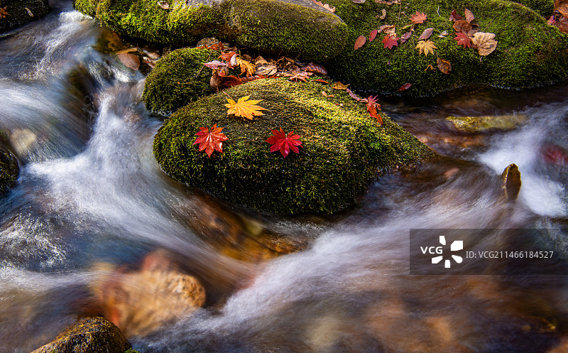 流水红叶图片素材