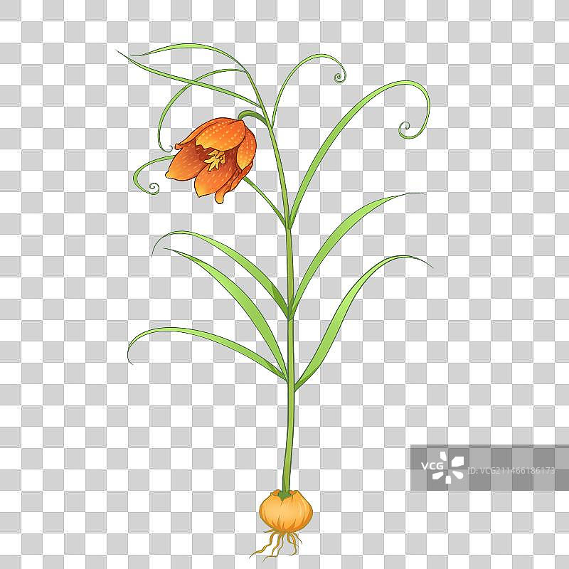 中药材平贝母植物插画元素图片素材