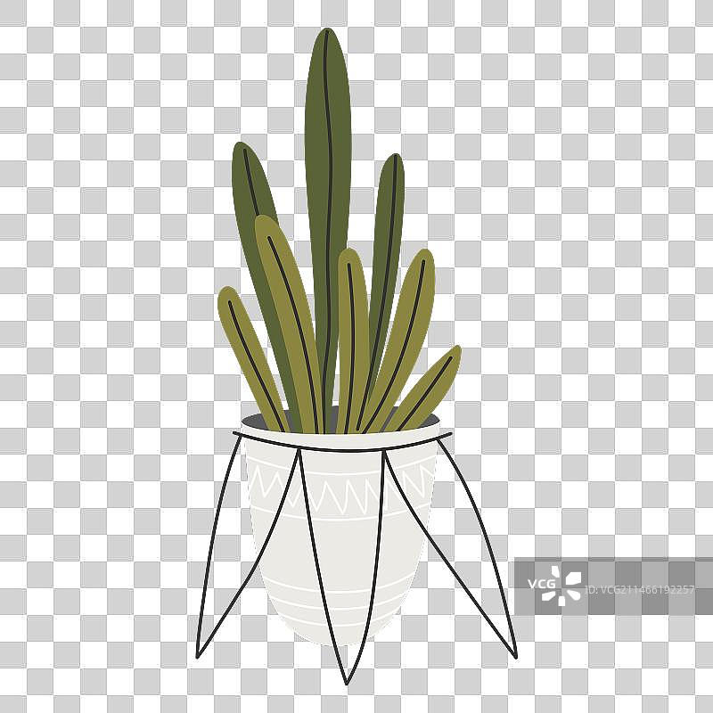 花盆里的可爱热带盆栽图片素材