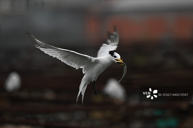 中华凤头燕鸥图片素材