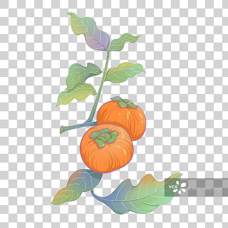 柿子插画元素图片素材