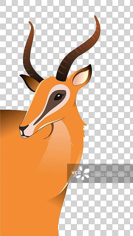 野生动物图片素材