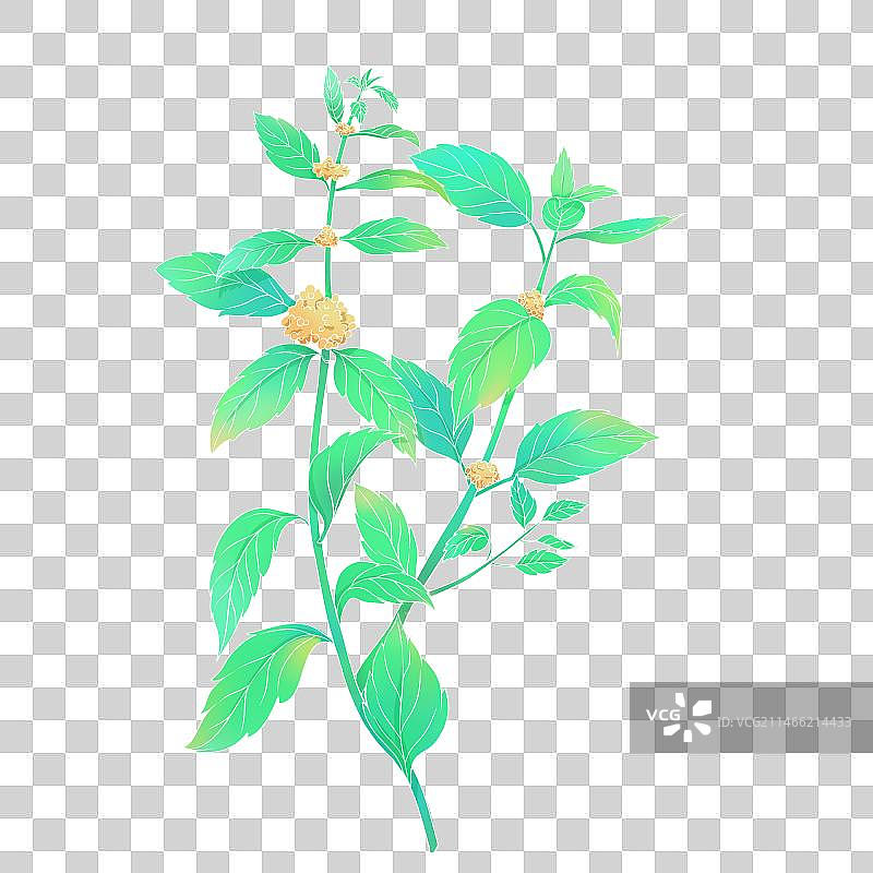 薄荷植物插画素材图片素材