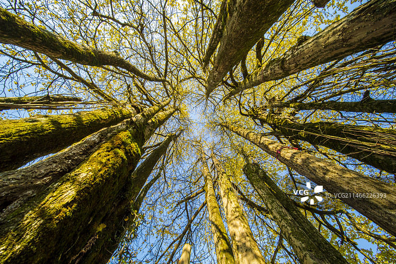 宣恩九子抱母银杏古树秋韵图片素材
