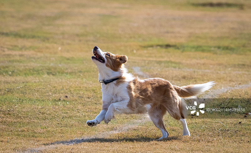 奔跑的宠物狗狗图片素材