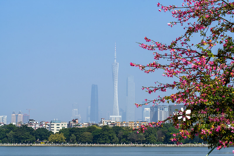 海珠湖公园的异木棉图片素材