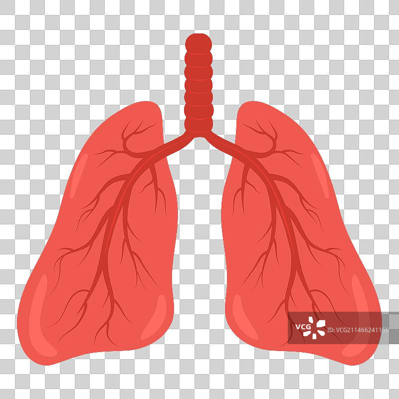 红色健康的肺矢量插画图片素材