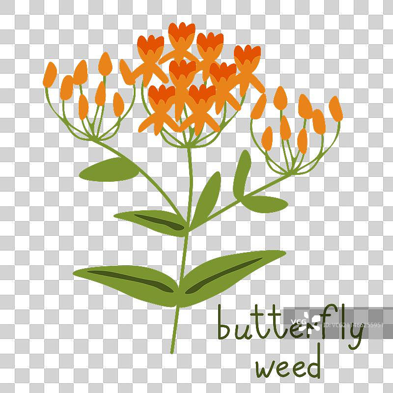 马利筋图片素材