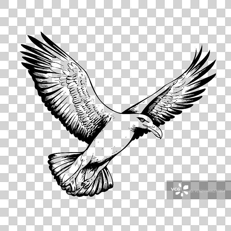 手绘海鸥面部素描图片素材