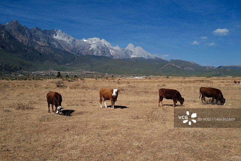 云南丽江玉湖村的牛群与玉龙雪山图片素材