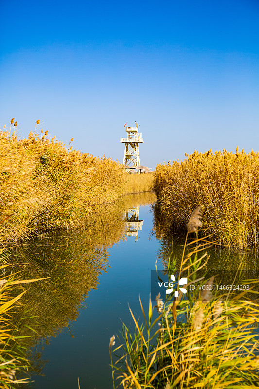 博斯腾湖，金色的秋天图片素材