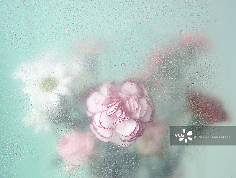 透过玻璃窗户看到的鲜花花簇图片素材