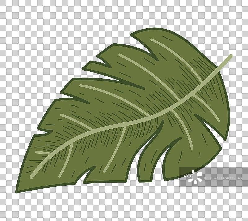 装饰性热带蓬莱蕉叶图片素材