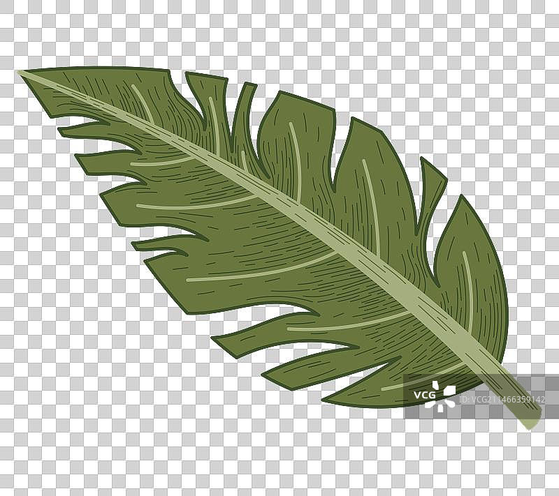 装饰性热带蓬莱蕉叶图片素材