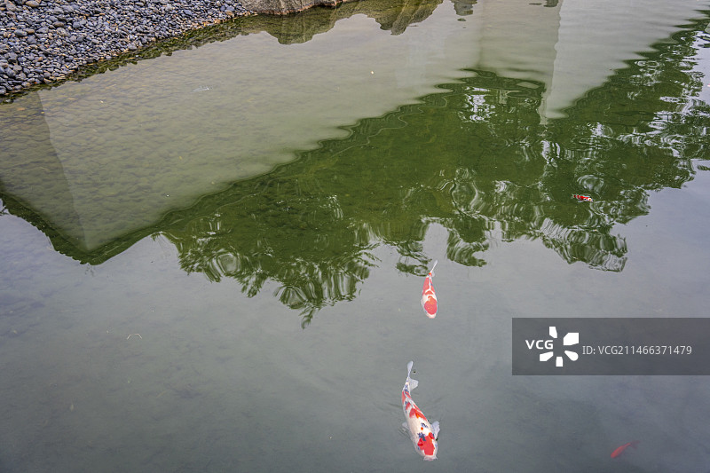 苏州博物馆的白墙与金鱼图片素材