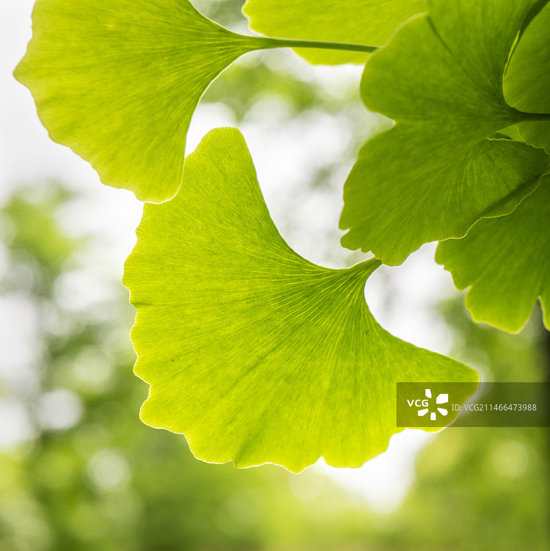 Ginkgo leaf银杏叶图片素材