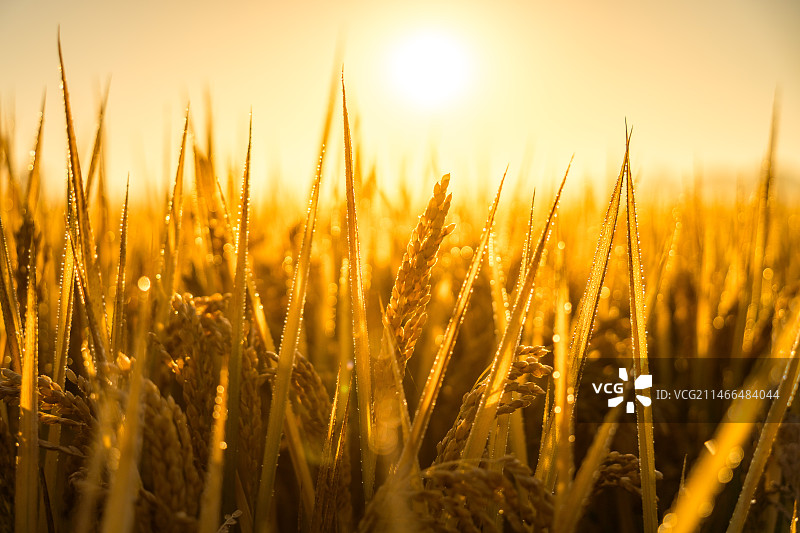 金黄色的水稻特写图片素材