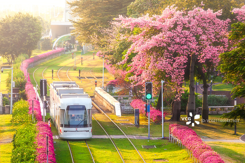 异木棉下的广州有轨电车图片素材