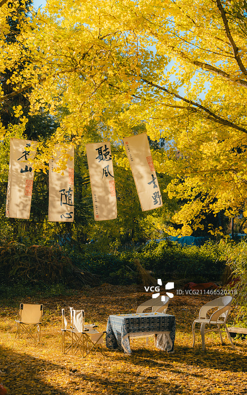 秋季的云南腾冲银杏村图片素材