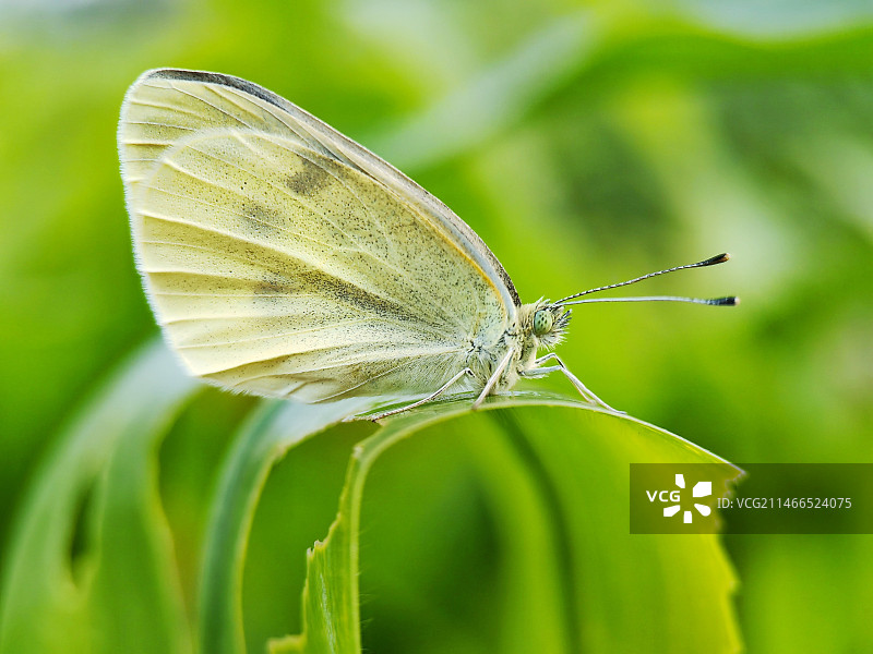 静卧的白粉蝶图片素材