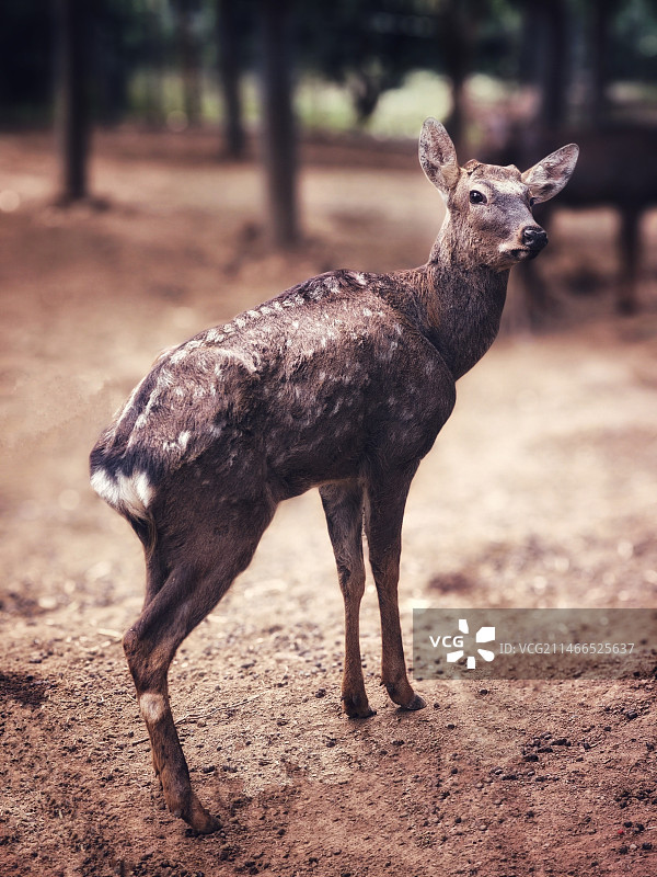 梅花鹿图片素材