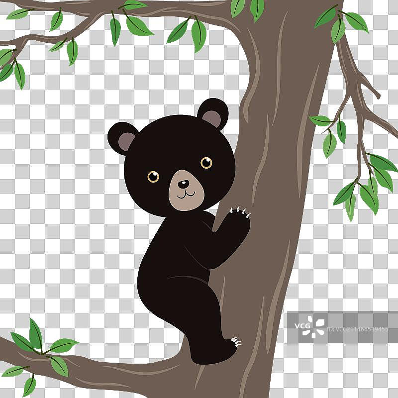 树上的美洲黑熊图片素材