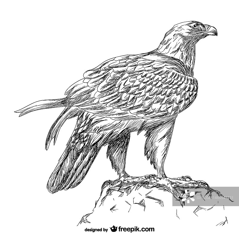 手绘老鹰矢量素材图片素材