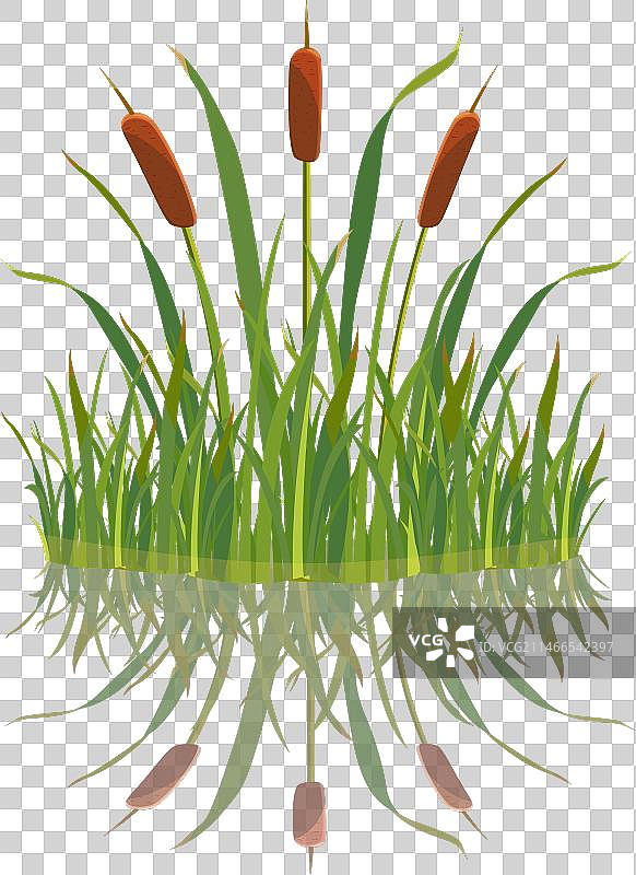 水中芦苇草元素倒影图片素材