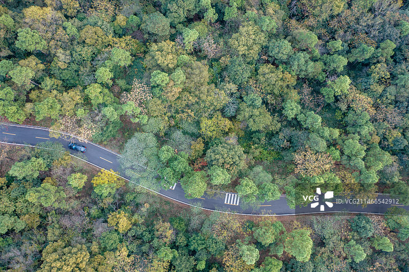 高视角俯视江苏南京穿过五彩斑斓森林树木的蜿蜒的道路图片素材