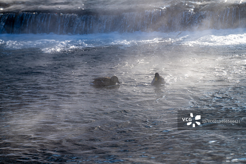 冬季 寒冷 温泉景观  野鸭子图片素材
