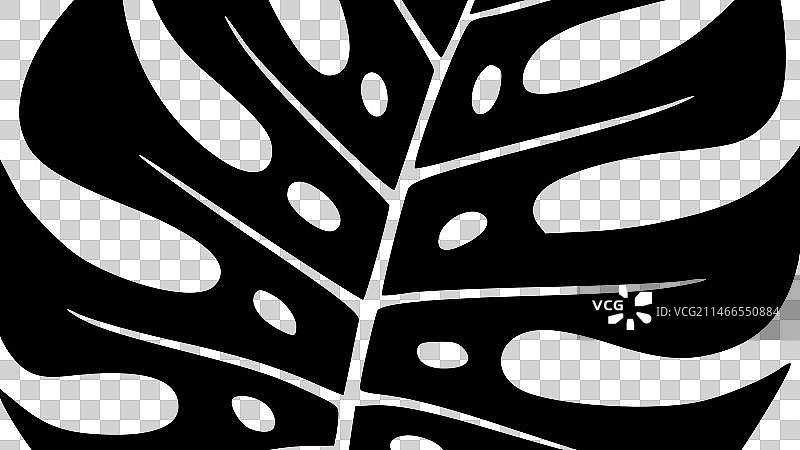 极简风格的蓬莱蕉剪影图片素材