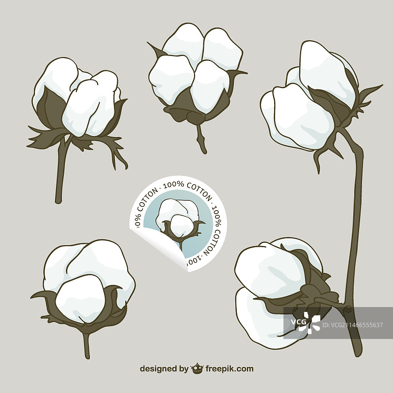 棉花花朵矢量图图片素材