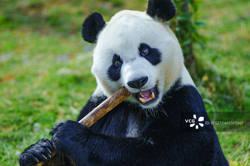 九寨沟大熊猫图片素材