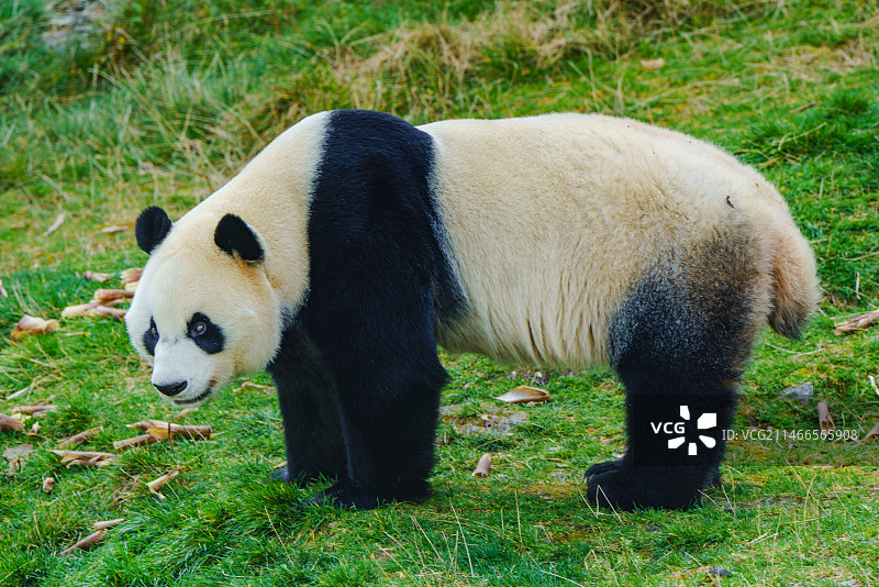 九寨沟大熊猫图片素材