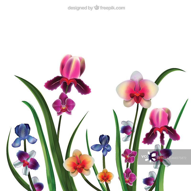 逼真兰花图片素材