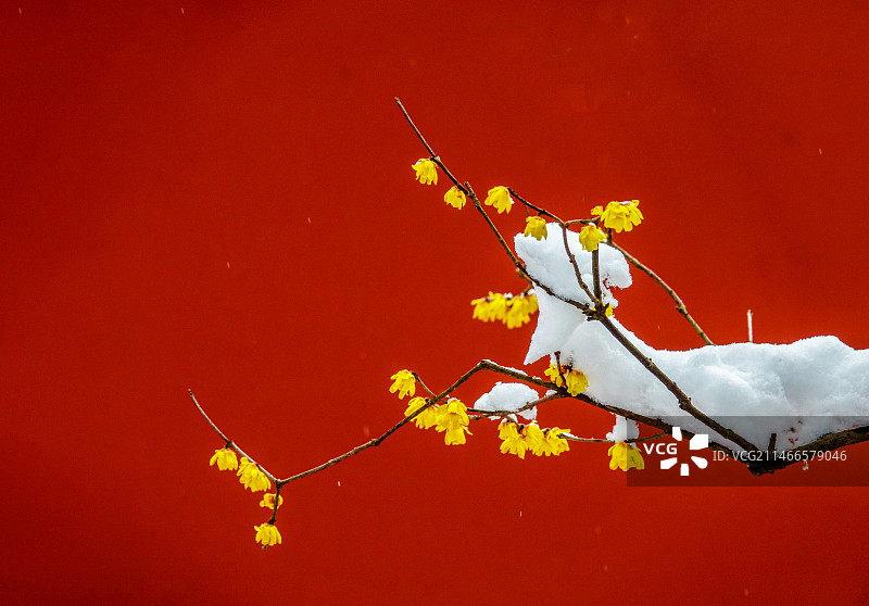 南京明孝陵梅花图片素材