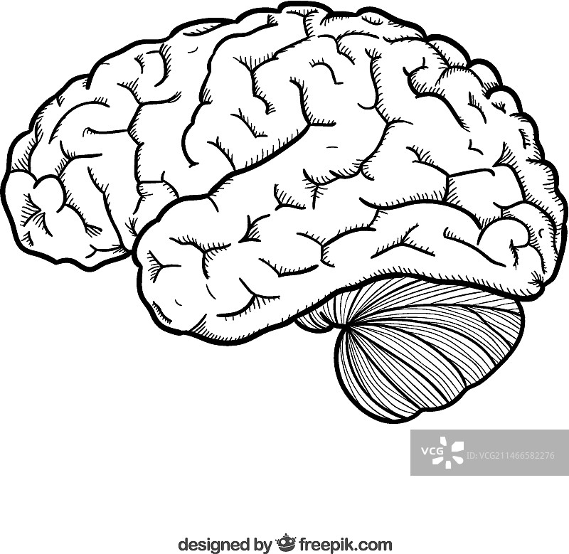 手绘大脑图片素材
