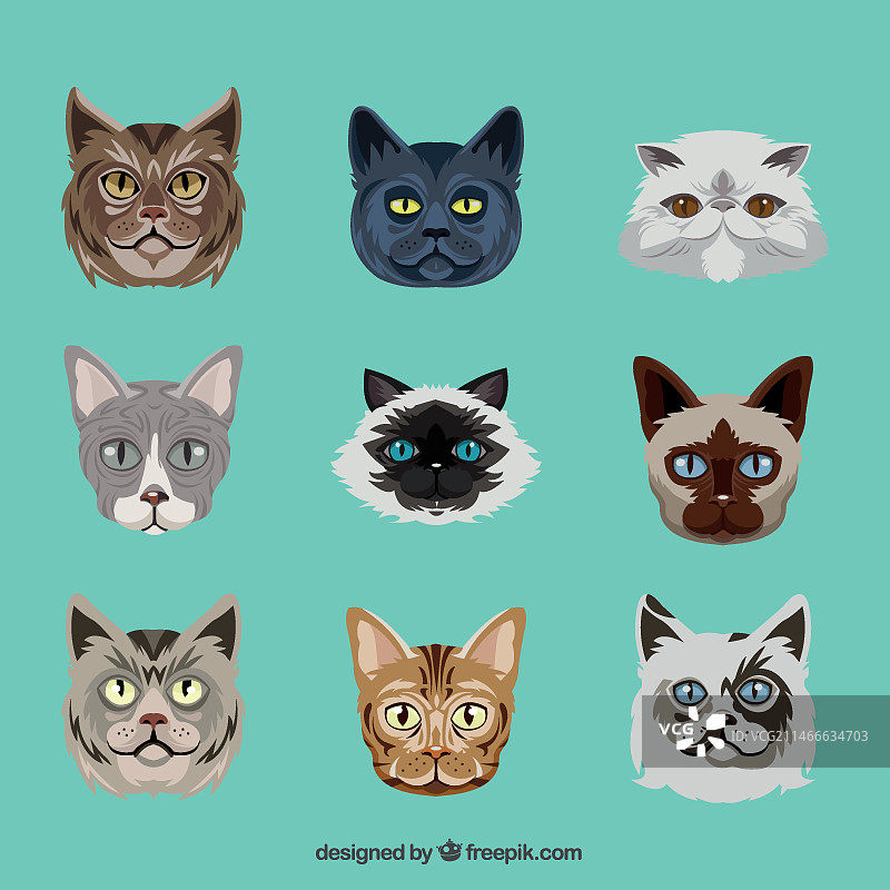 猫的品种图片素材