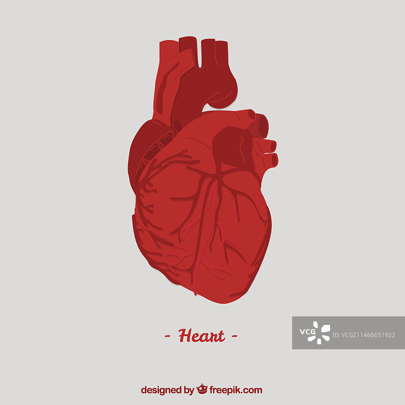 人类的心脏图片素材