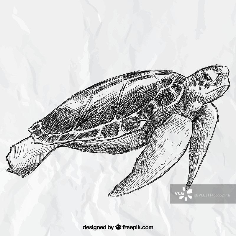 手绘海龟图片素材