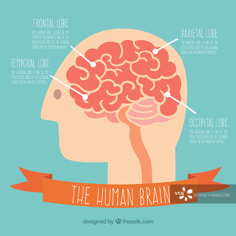 人脑图片素材