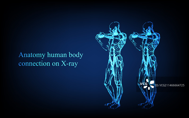 X光视图人体解剖图片素材
