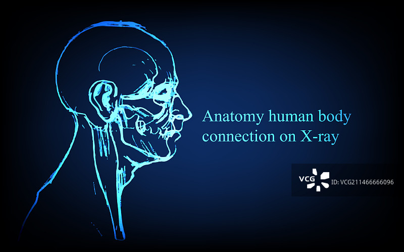 X光视图人体解剖图片素材