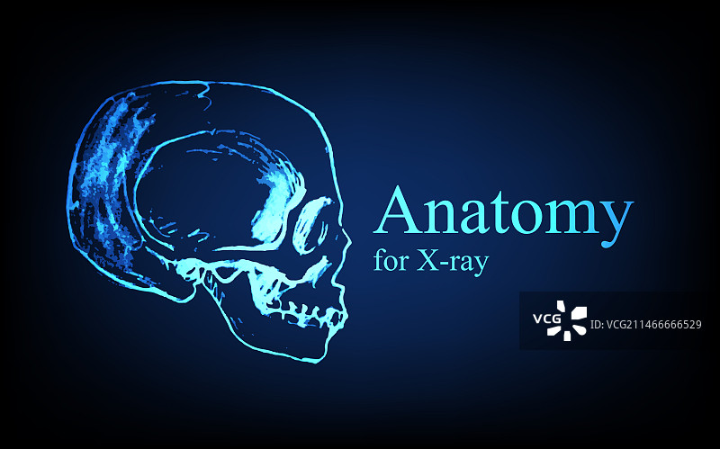 X光视图人体解剖图片素材