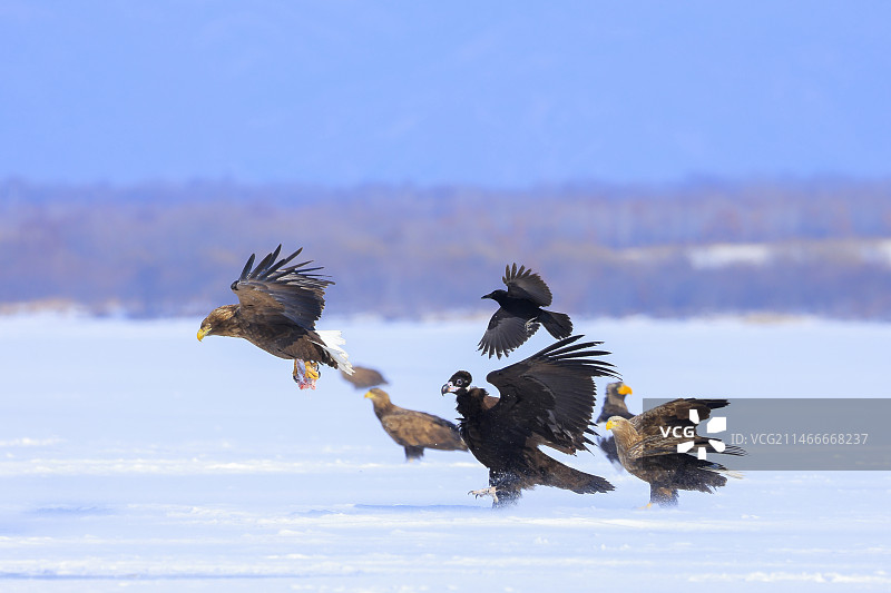 空中飞翔的秃鹫图片素材