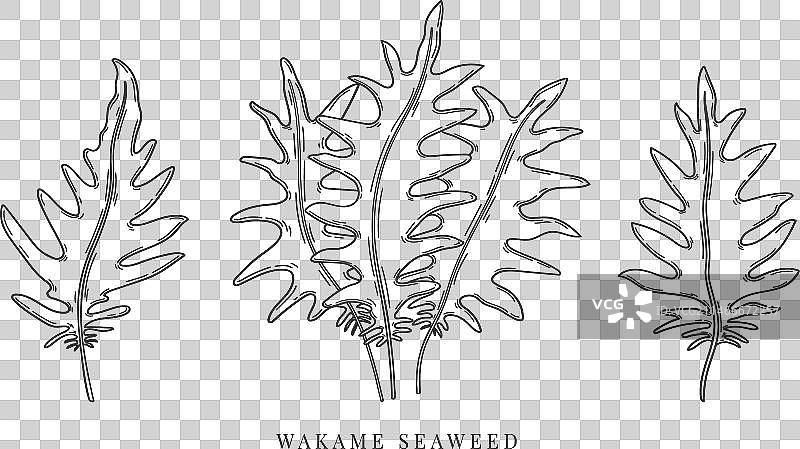 手绘裙带菜海藻图片素材