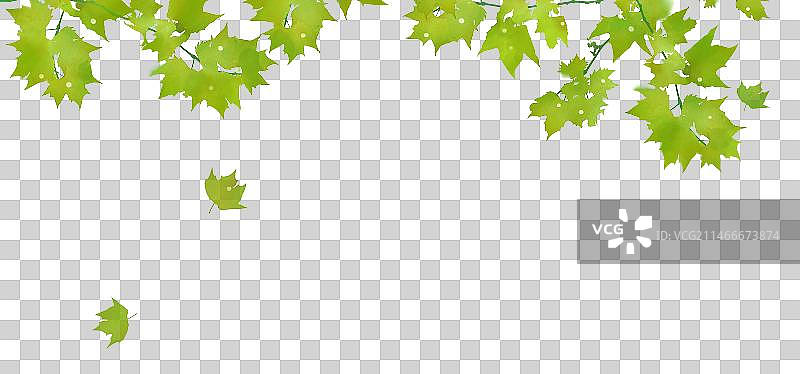 绿色梧桐叶春天素材图片素材