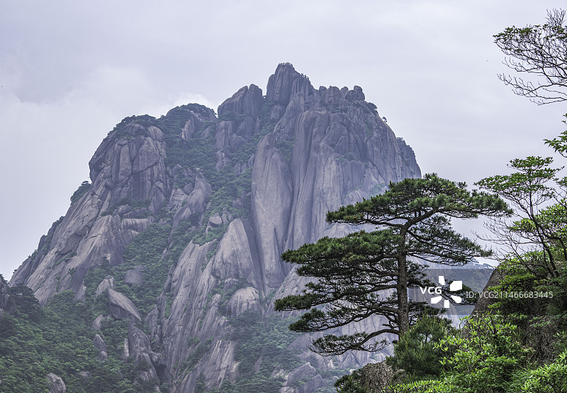 安徽黄山莲花峰与松树图片素材